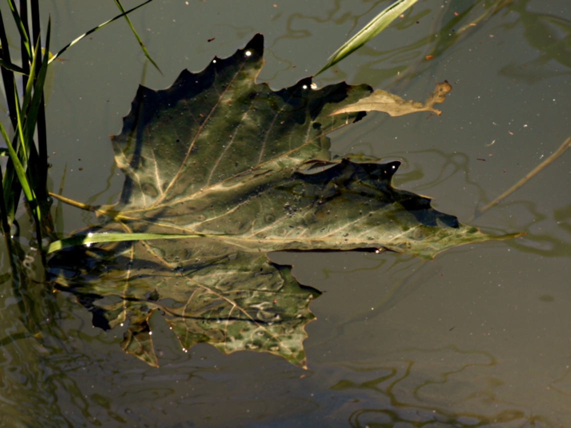 Foglia d'acero...nel lago...