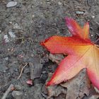 Foglia d'autunno dai colori caldi