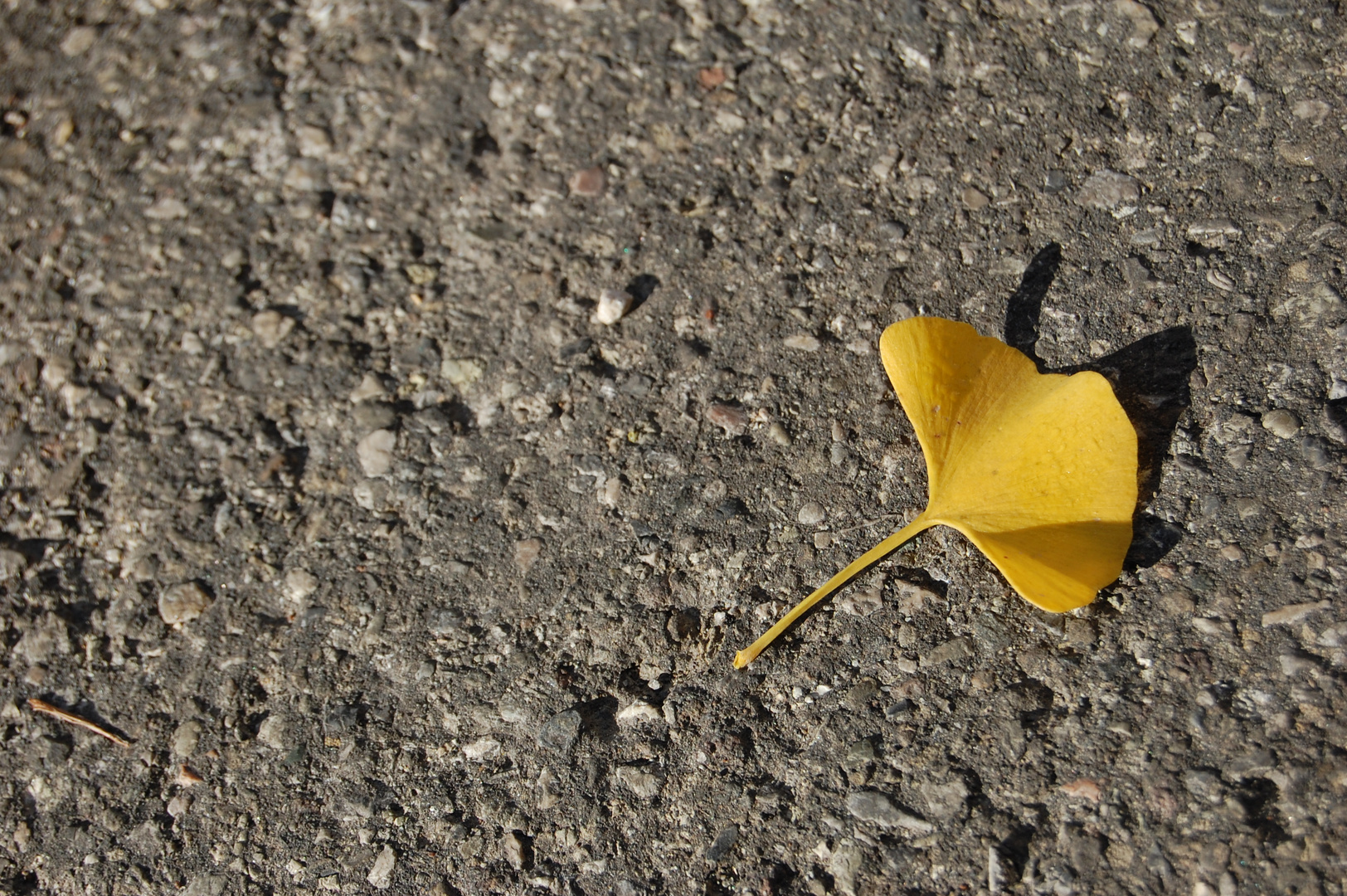 Foglia di ginko biloba in autunno