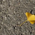 Foglia di ginko biloba in autunno