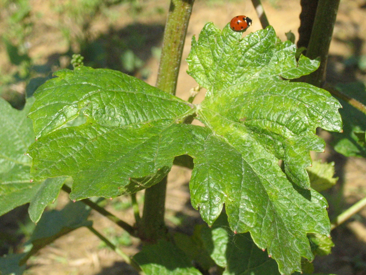 Foglia di vite con coccinella