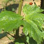 Foglia di vite con coccinella