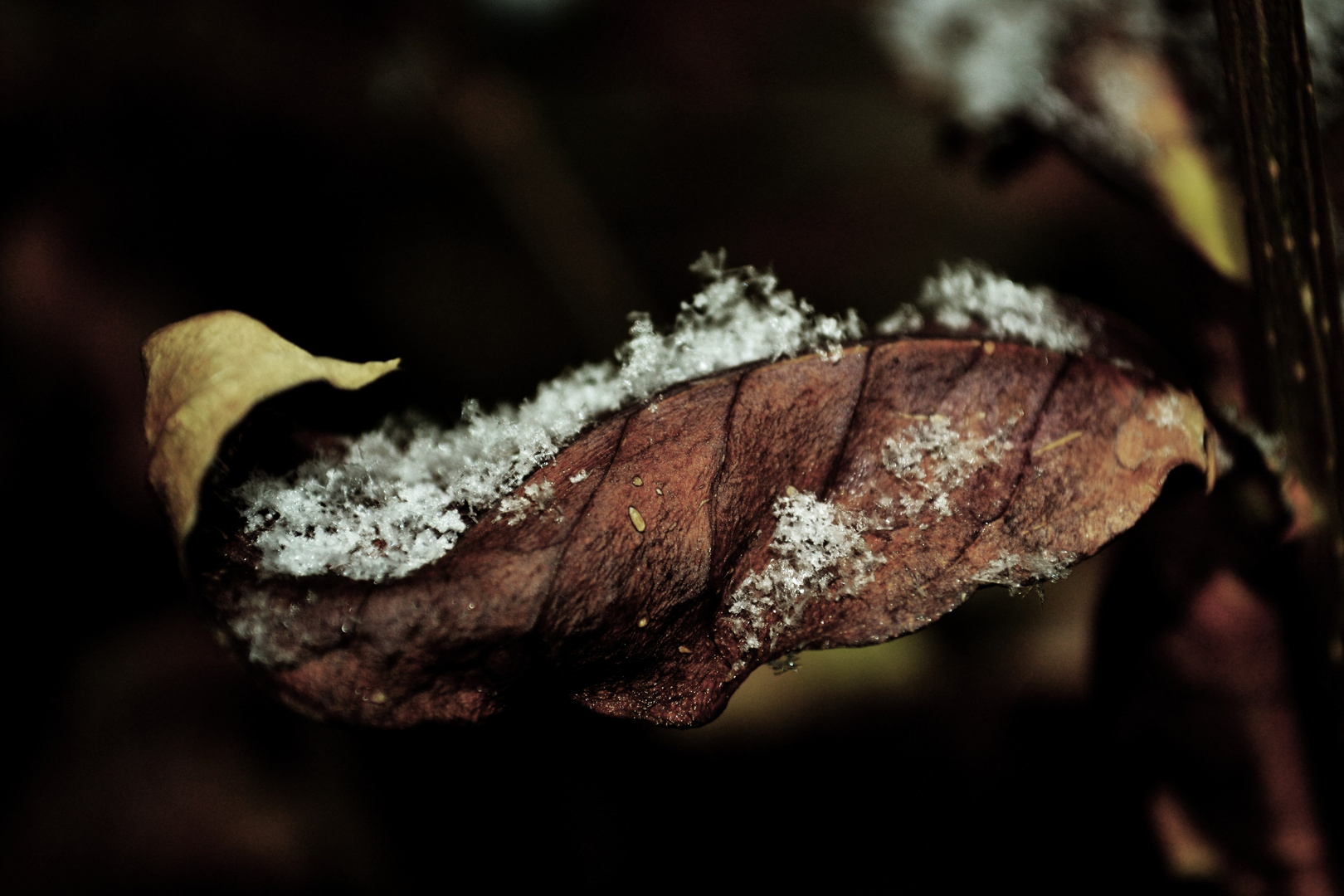 Foglia d'inverno