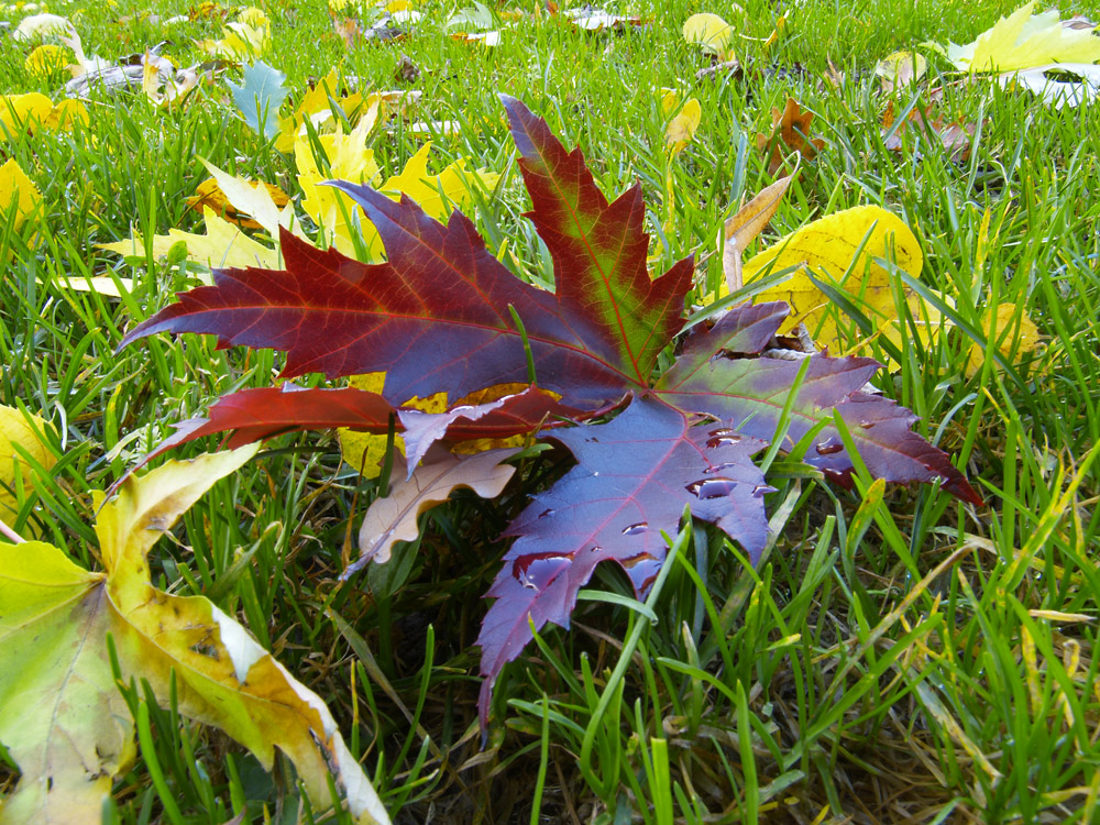 foglia, farfalla di autunno