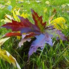 foglia, farfalla di autunno