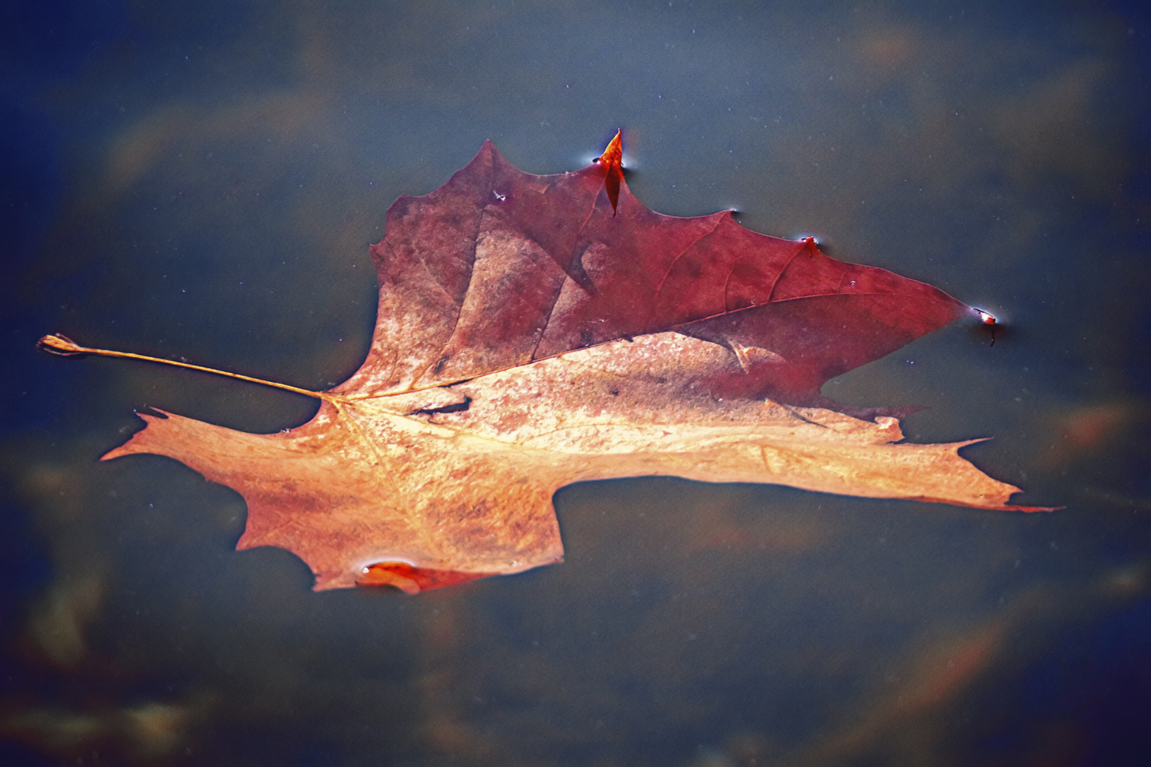 Foglia nell'acqua