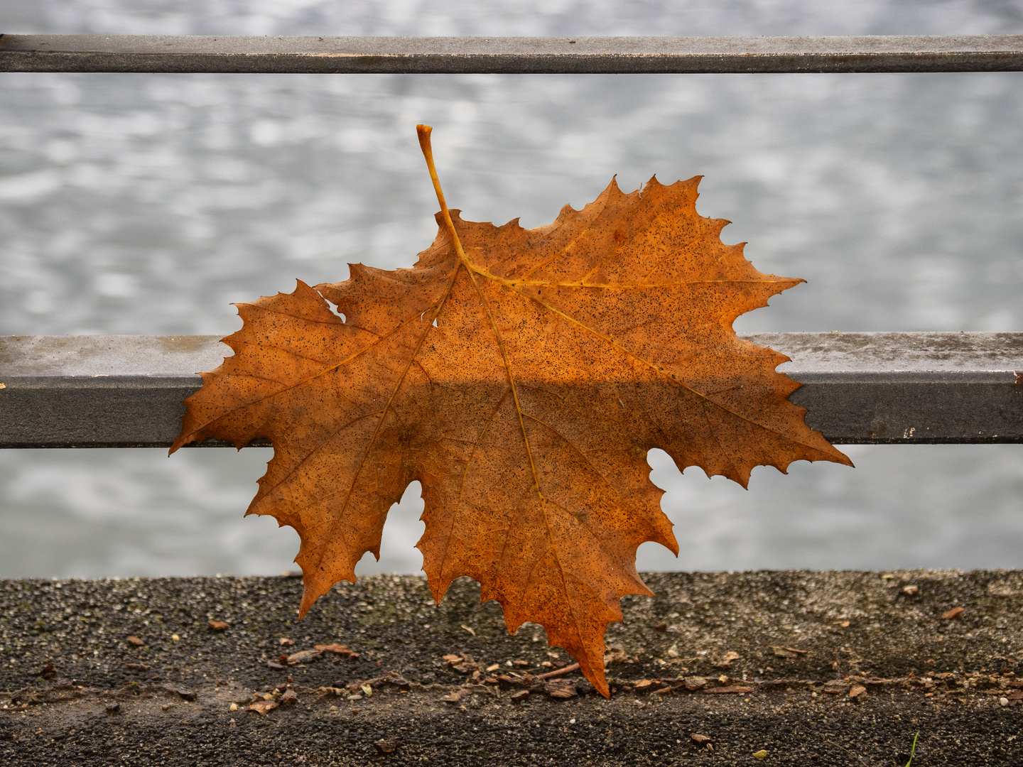 Foglia sulla balaustra