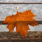 Foglia sulla balaustra