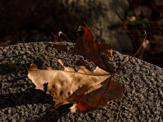 Foglia sulla panchina