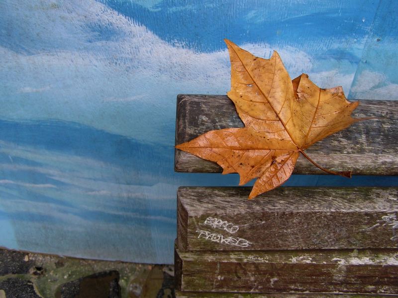 Foglia umida e panchina - Wet leaf and bench