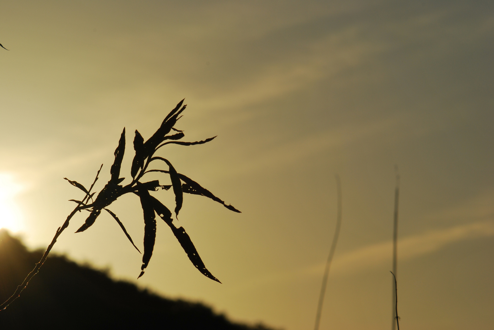 Foglie al tramonto