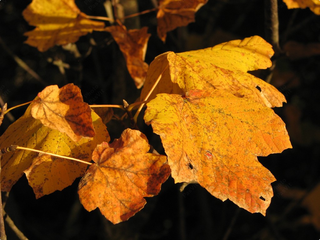 Foglie al tramonto d'autunno.