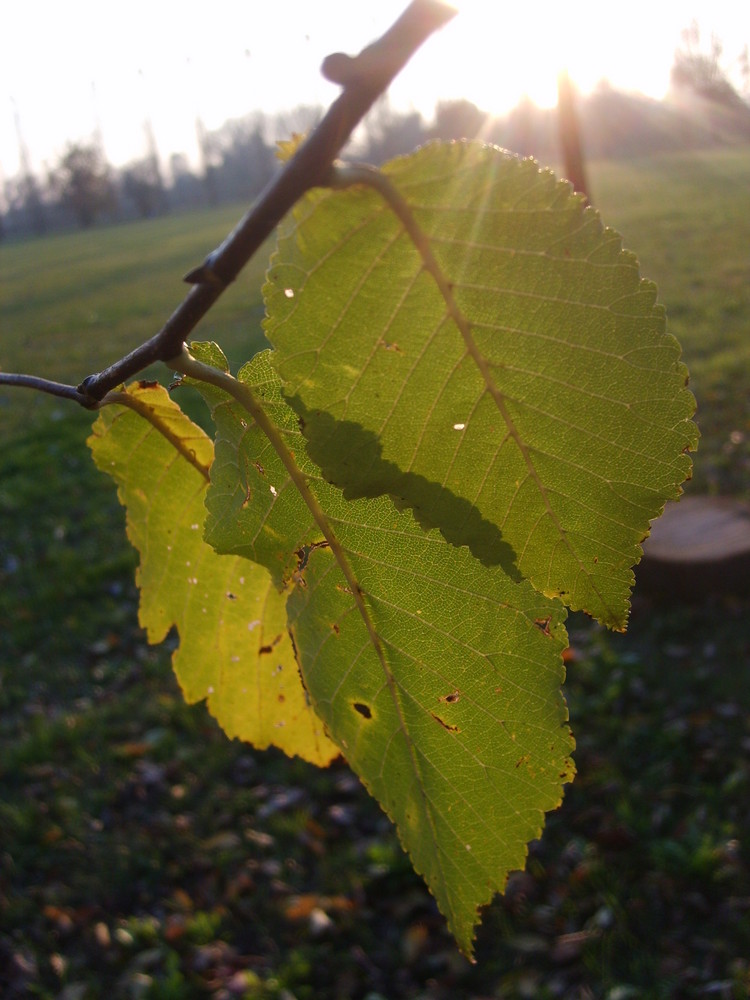 Foglie autunnali