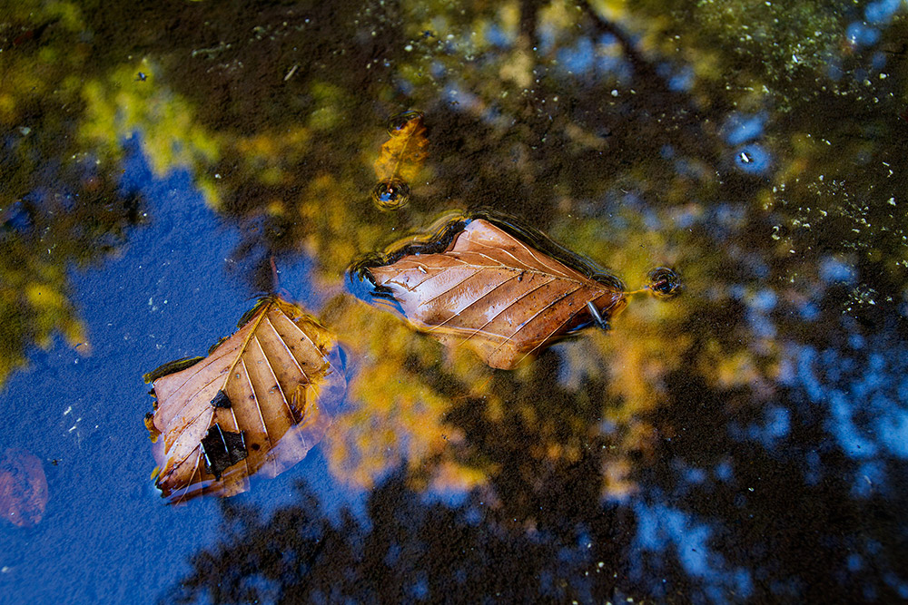 Foglie bagnate con riflessi