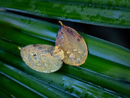 Foglie bagnate sulla palma