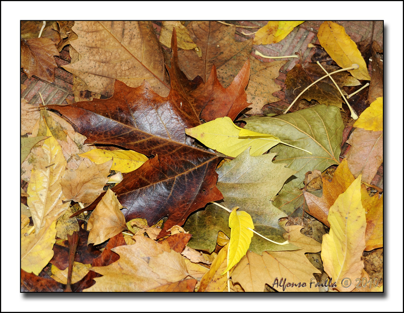 FOGLIE D'AUTUNNO