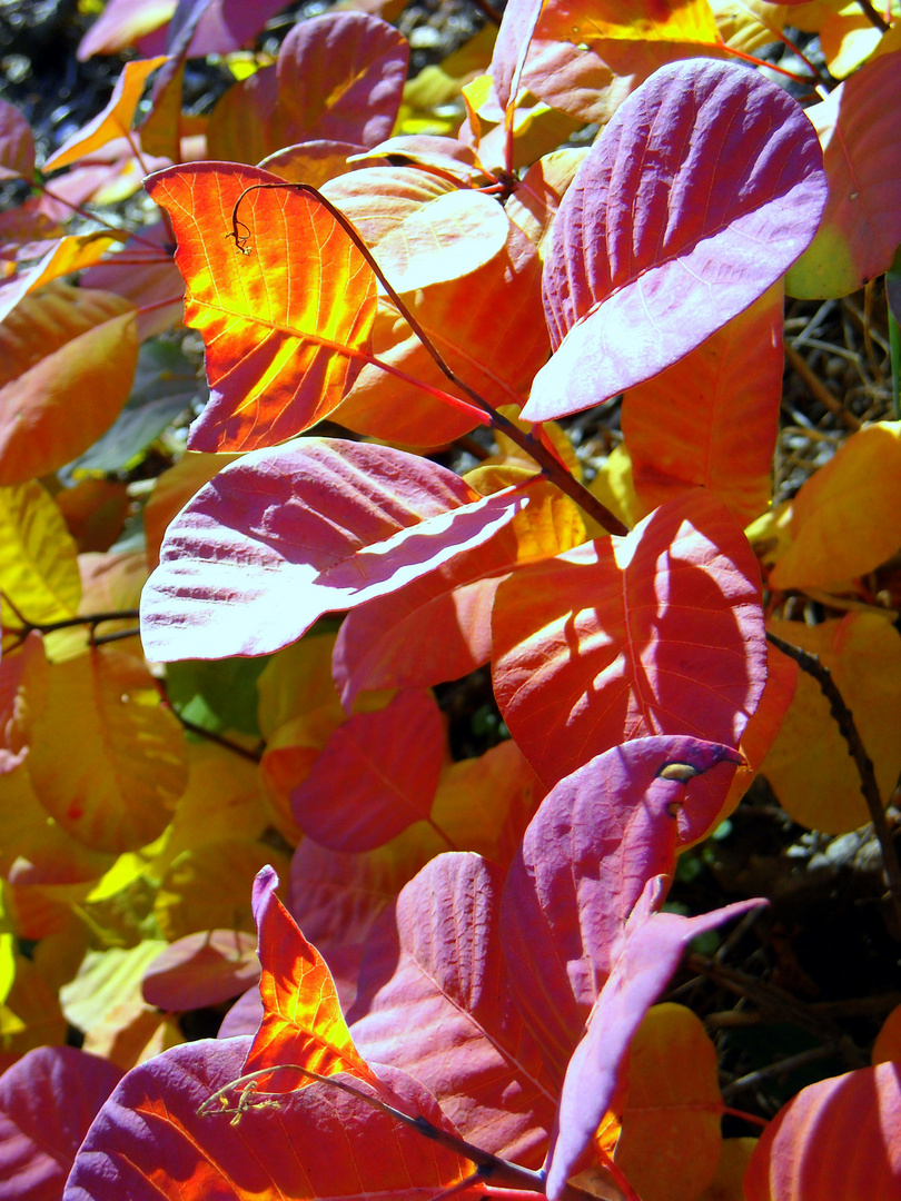 FOGLIE D'AUTUNNO