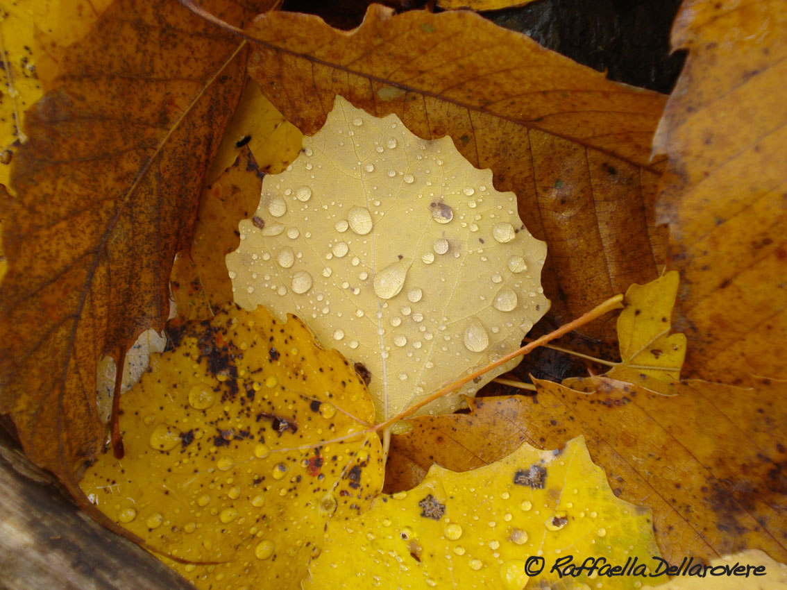 foglie d'autunno