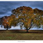 Foglie d'autunno