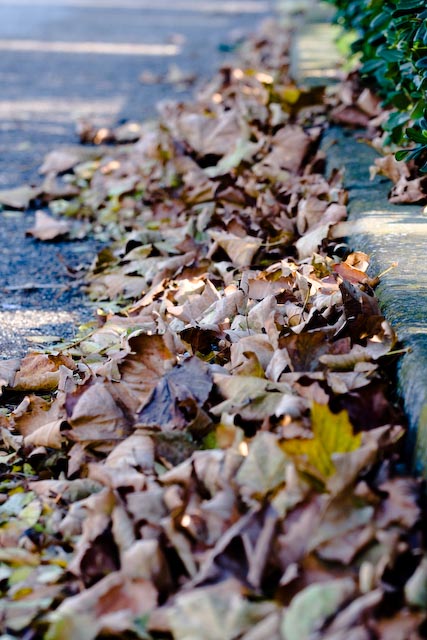 Foglie d'autunno