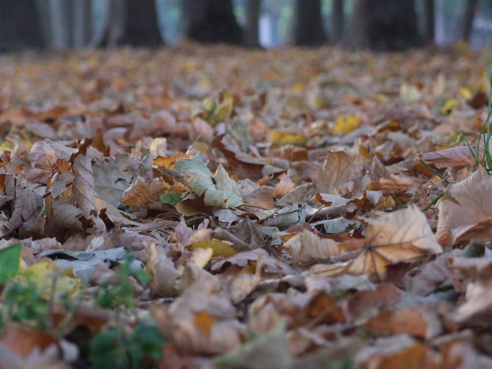 Foglie d'autunno