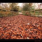 Foglie d'autunno