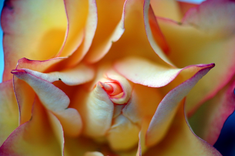 Foglie di rosa stupenda