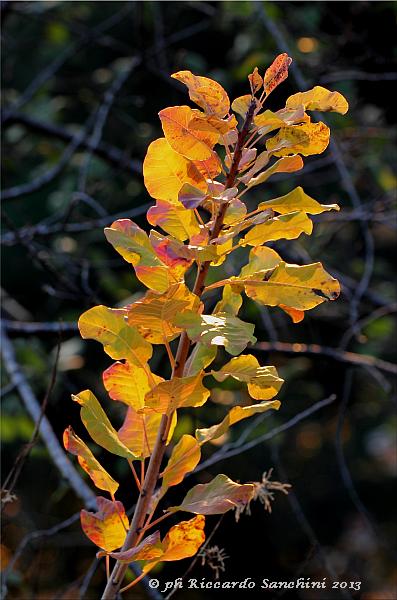 Foglie di Sommaco