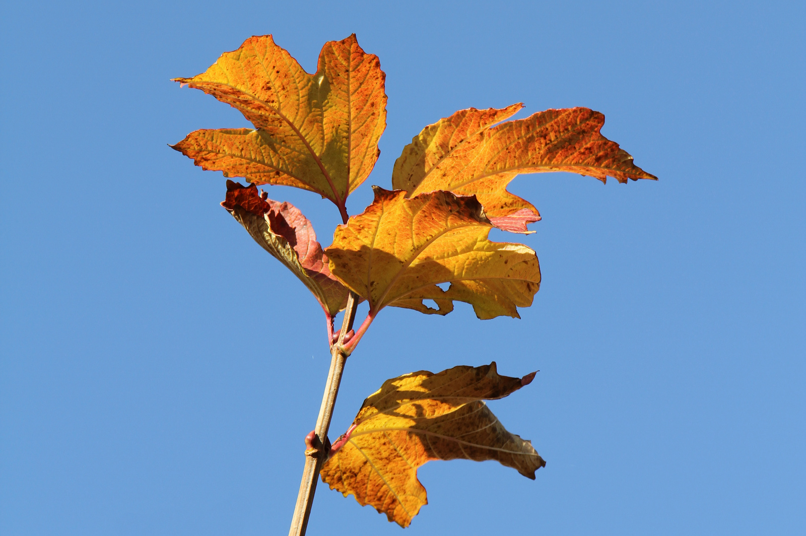 Foglie di Viburnum