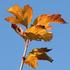 Foglie di Viburnum