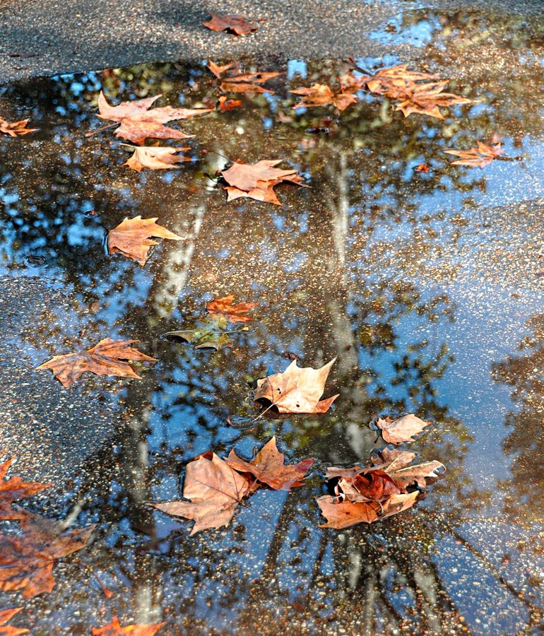 Foglie e riflessi in una pozzanghera