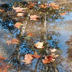 Foglie e riflessi in una pozzanghera