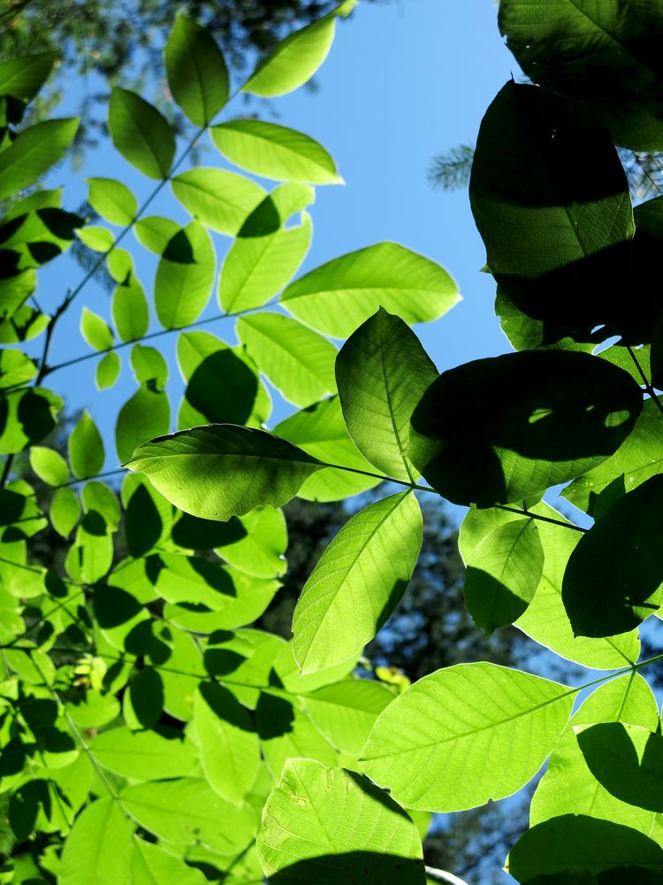 Foglie in controluce