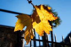 Foglie in controluce