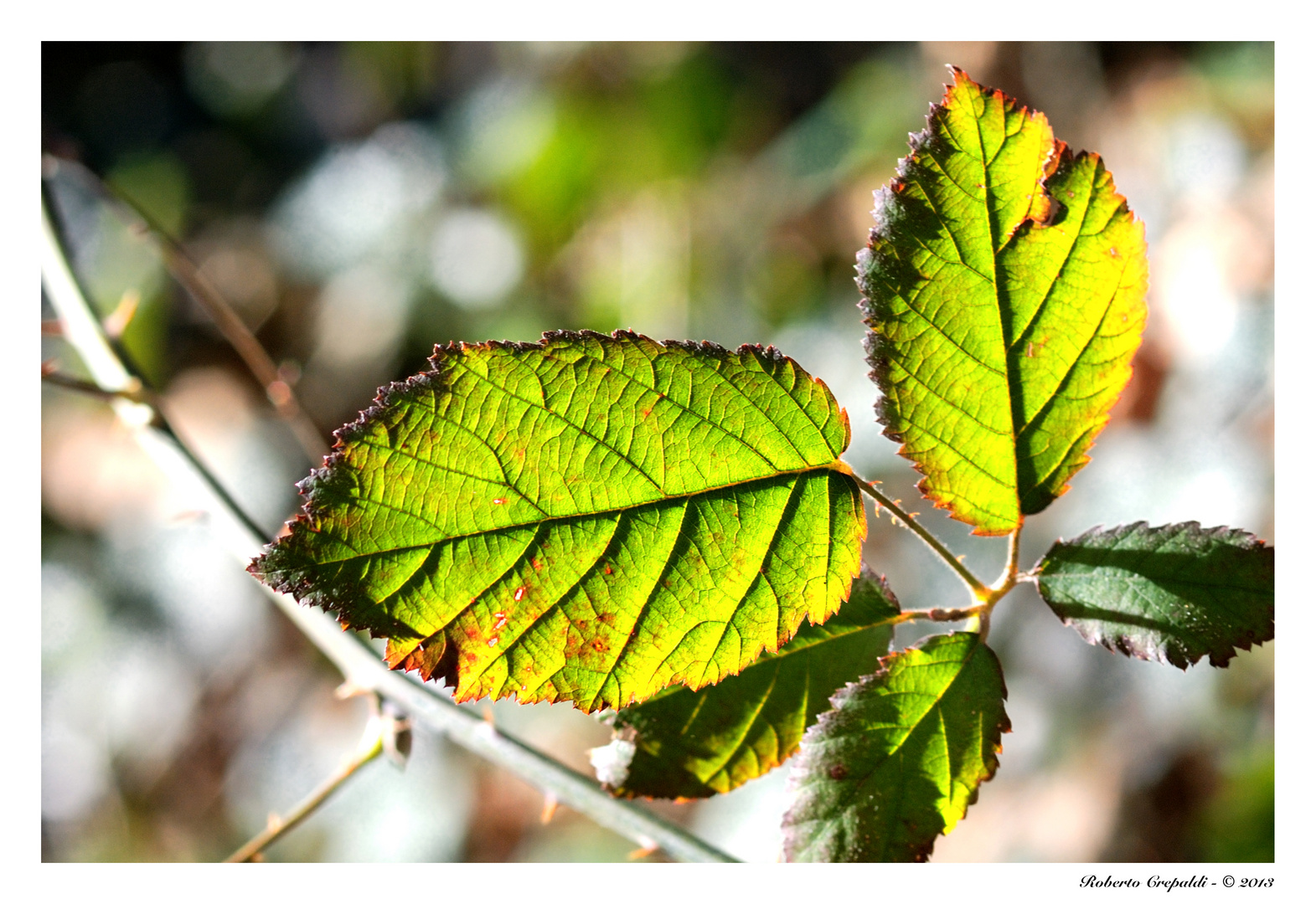 Foglie in controluce