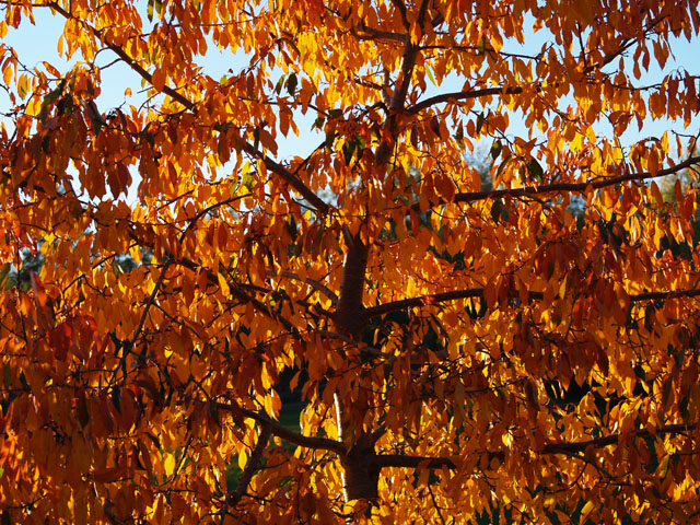 Foglie in trasparenza autunnale 2