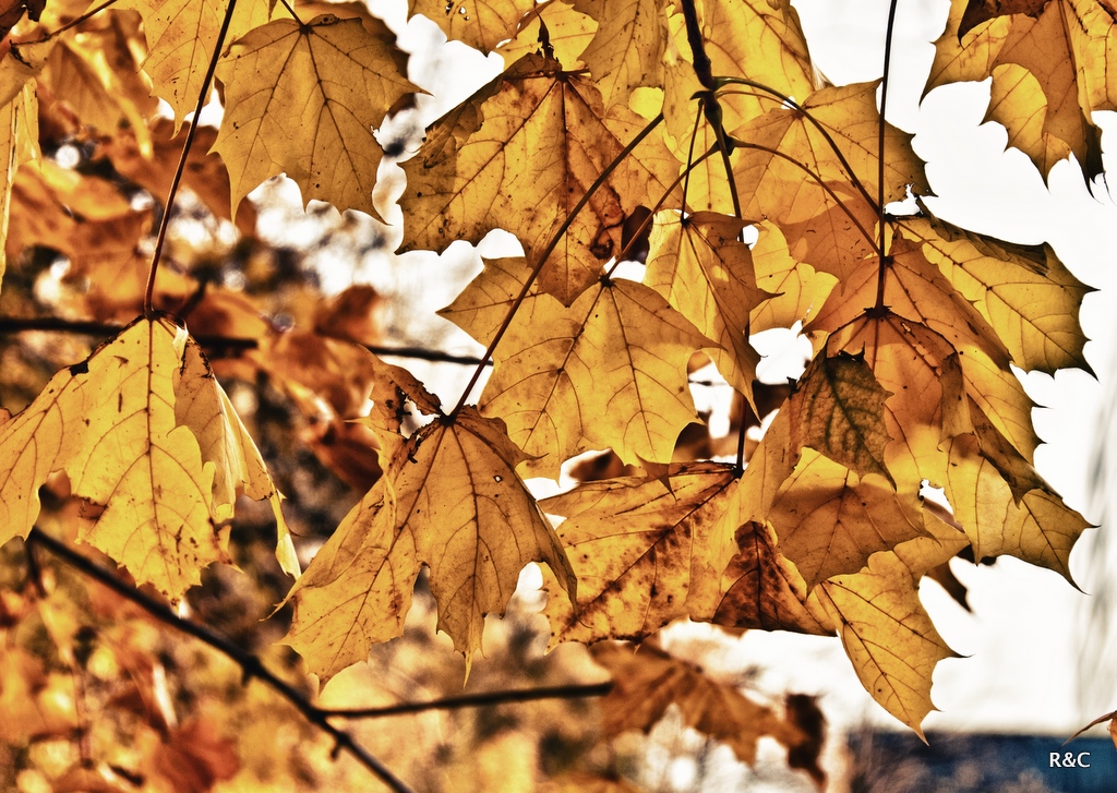 Foglie in veste autunnale