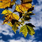 Foglie nel cielo