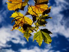 Foglie nel cielo