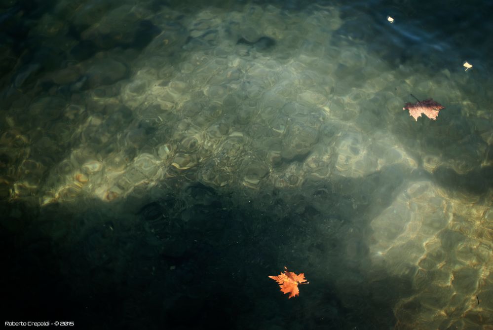 Foglie nell'acqua