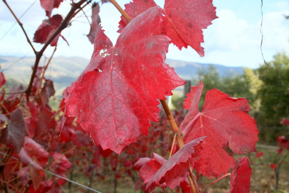 Foglie rosse