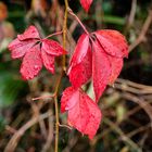 Foglie rosse bagnate