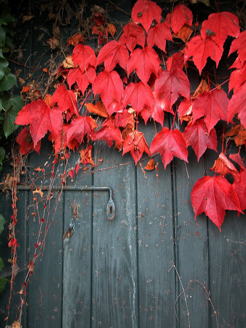 Foglie rosse