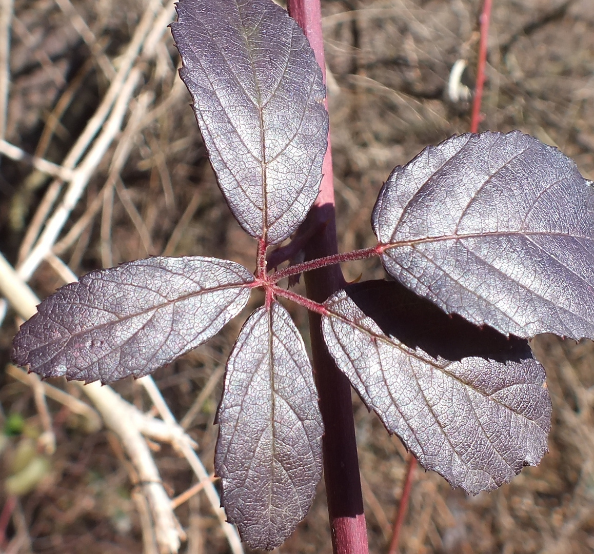 foglie rosse valle del boia