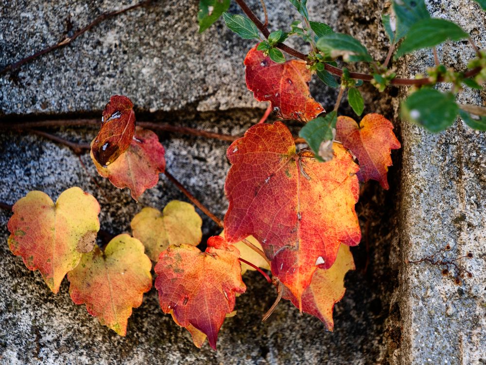 Foglie sul muro