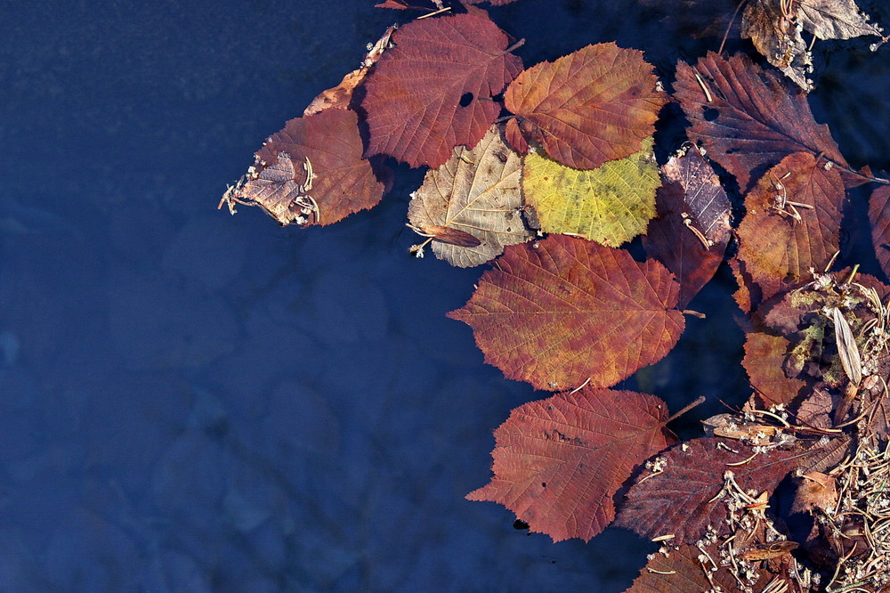 foglie sull' acqua