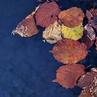 foglie sull' acqua
