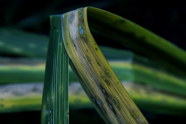 ..foglie...piegate....