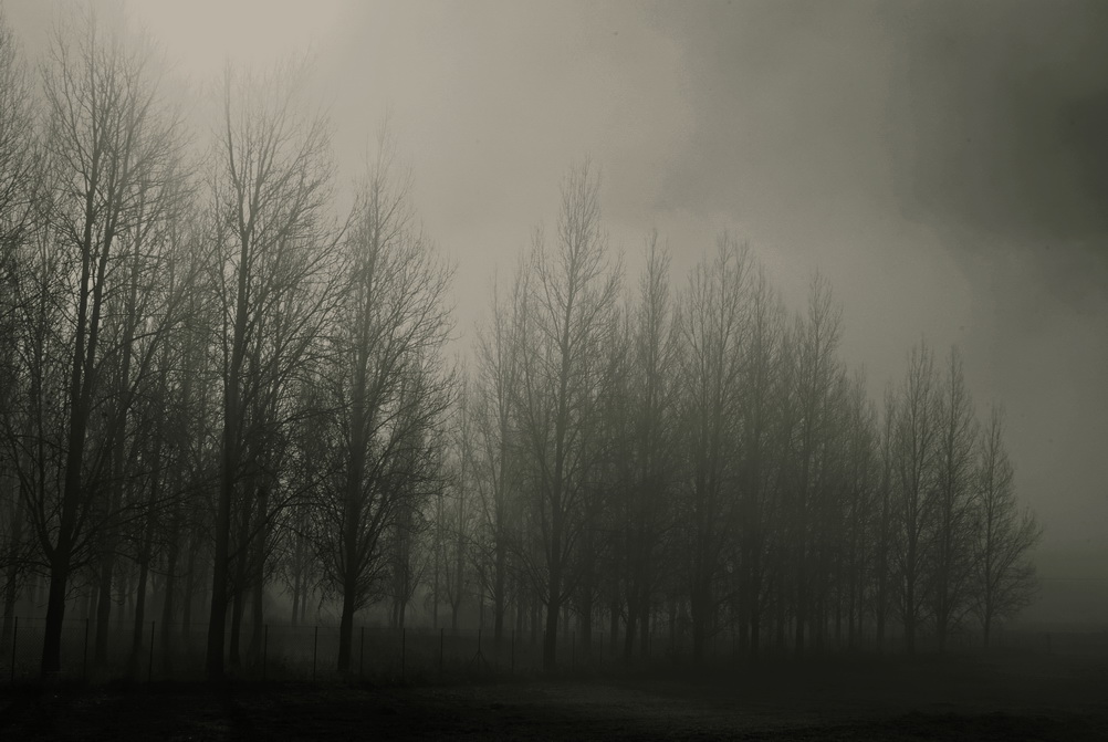 fogy forest