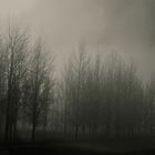 fogy forest